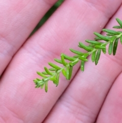 Ozothamnus diosmifolius (Rice Flower, White Dogwood, Sago Bush) at Termeil, NSW - 9 Dec 2023 by Tapirlord