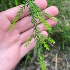 Ozothamnus diosmifolius at Meroo National Park - 9 Dec 2023