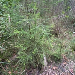 Ozothamnus diosmifolius at Meroo National Park - 9 Dec 2023