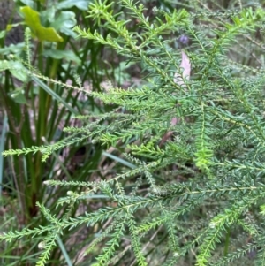 Ozothamnus diosmifolius at Meroo National Park - 9 Dec 2023 04:55 PM