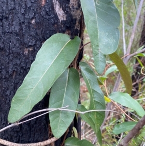 Parsonsia straminea at Meroo National Park - 9 Dec 2023 04:54 PM