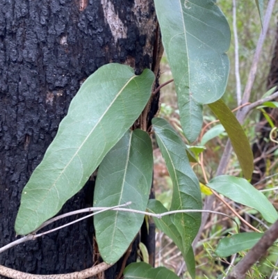 Parsonsia straminea (Common Silkpod) at Bawley Point, NSW - 9 Dec 2023 by Tapirlord