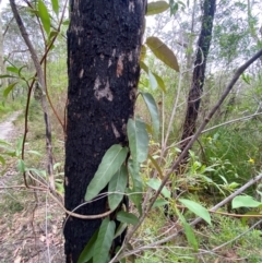 Parsonsia straminea at Meroo National Park - 9 Dec 2023