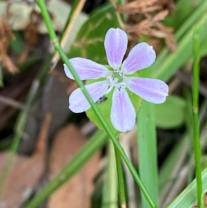 Schelhammera undulata at Meroo National Park - 9 Dec 2023 04:54 PM