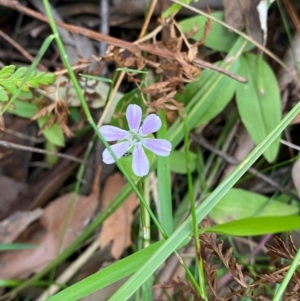 Schelhammera undulata at Meroo National Park - 9 Dec 2023