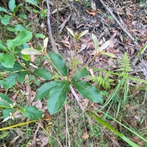 Pittosporum revolutum at Meroo National Park - 9 Dec 2023