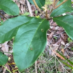 Pittosporum revolutum at Meroo National Park - 9 Dec 2023