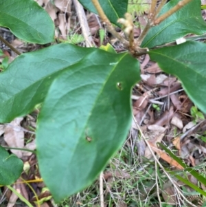 Pittosporum revolutum at Meroo National Park - 9 Dec 2023