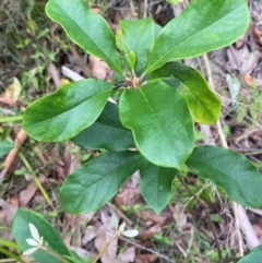 Pittosporum revolutum at Meroo National Park - 9 Dec 2023