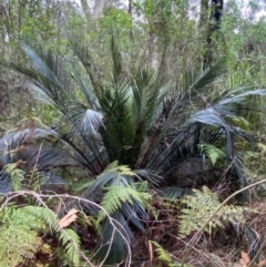 Macrozamia communis (Burrawang) at Termeil, NSW - 9 Dec 2023 by Tapirlord