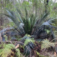 Macrozamia communis at Meroo National Park - 9 Dec 2023