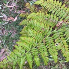 Calochlaena dubia (Rainbow Fern) at Termeil, NSW - 9 Dec 2023 by Tapirlord