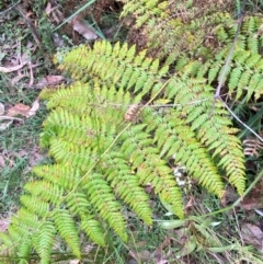 Calochlaena dubia at Meroo National Park - 9 Dec 2023