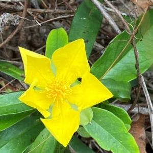 Hibbertia scandens at Meroo National Park - 9 Dec 2023 04:51 PM