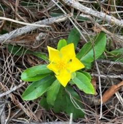 Hibbertia scandens at Meroo National Park - 9 Dec 2023 04:51 PM