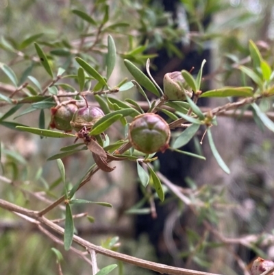 Leptospermum polygalifolium subsp. polygalifolium (Yellow Teatree) at Meroo National Park - 9 Dec 2023 by Tapirlord