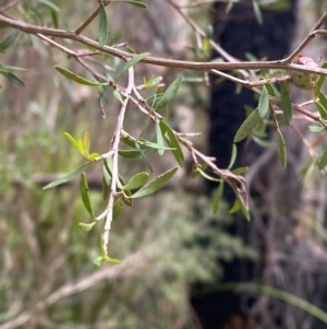 Leptospermum polygalifolium subsp. polygalifolium at Meroo National Park - 9 Dec 2023