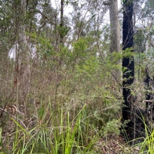 Leptospermum polygalifolium subsp. polygalifolium at Meroo National Park - 9 Dec 2023