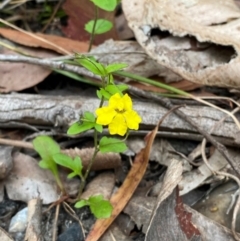 Goodenia heterophylla subsp. eglandulosa (Variable Goodenia) at Termeil, NSW - 9 Dec 2023 by Tapirlord