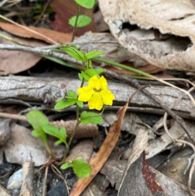 Goodenia heterophylla subsp. eglandulosa (Variable Goodenia) at Termeil, NSW - 9 Dec 2023 by Tapirlord