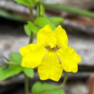 Goodenia heterophylla subsp. eglandulosa at Meroo National Park - 9 Dec 2023