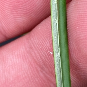 Juncus continuus at Meroo National Park - 9 Dec 2023 04:49 PM