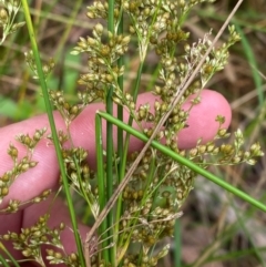 Juncus continuus at Meroo National Park - 9 Dec 2023 04:49 PM