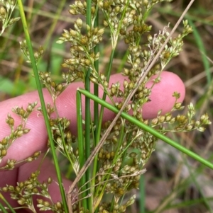 Juncus continuus at Meroo National Park - 9 Dec 2023