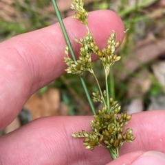 Juncus continuus at Meroo National Park - 9 Dec 2023 04:49 PM