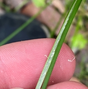 Juncus continuus at Meroo National Park - 9 Dec 2023 04:49 PM