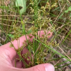 Juncus continuus at Meroo National Park - 9 Dec 2023 04:49 PM