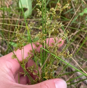 Juncus continuus at Meroo National Park - 9 Dec 2023 04:49 PM