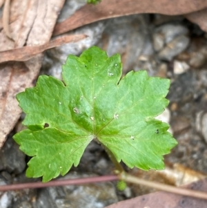 Hydrocotyle sibthorpioides at Meroo National Park - 9 Dec 2023