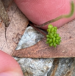 Hydrocotyle sibthorpioides at Meroo National Park - 9 Dec 2023