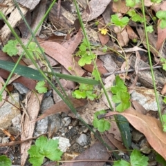 Hydrocotyle sibthorpioides at Meroo National Park - 9 Dec 2023 04:48 PM