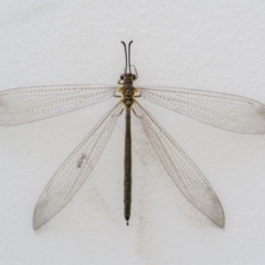 Unidentified Antlion (Myrmeleontidae) at Ainslie, ACT - 15 Jan 2024 by trevsci