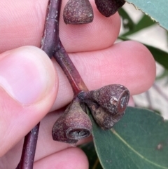 Eucalyptus sieberi (Silvertop Ash) at Termeil, NSW - 8 Dec 2023 by Tapirlord