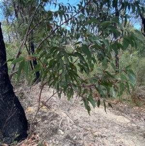 Eucalyptus sieberi at Meroo National Park - 9 Dec 2023 10:48 AM