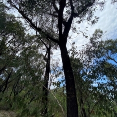 Eucalyptus sieberi at Meroo National Park - 9 Dec 2023