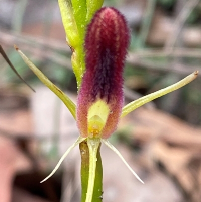 Cryptostylis hunteriana (Leafless Tongue Orchid) at Meroo National Park - 8 Dec 2023 by Tapirlord