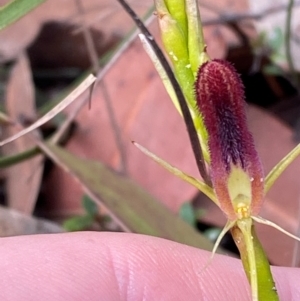 Cryptostylis hunteriana at Meroo National Park - 9 Dec 2023