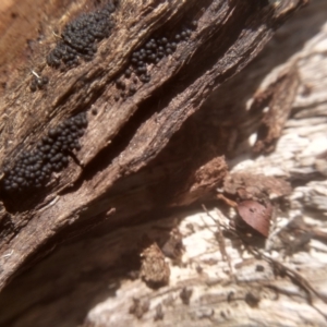 Rosellinia group at Cooma North Ridge Reserve - 16 Jan 2024