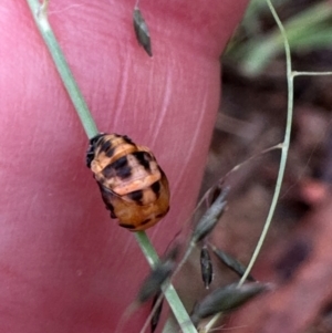 Harmonia conformis at Aranda, ACT - 16 Jan 2024 05:20 PM