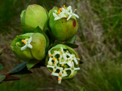 Pimelea bracteata (A Rice Flower) at The Tops at Nurenmerenmong - 25 Nov 2023 by peterchandler