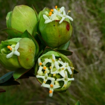 Pimelea bracteata (A Rice Flower) at Nurenmerenmong, NSW - 25 Nov 2023 by peterchandler