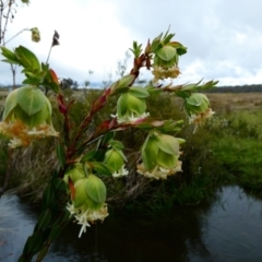 Pimelea bracteata at The Tops at Nurenmerenmong - suppressed