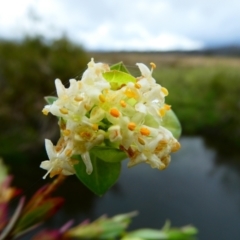 Pimelea bracteata at The Tops at Nurenmerenmong - suppressed