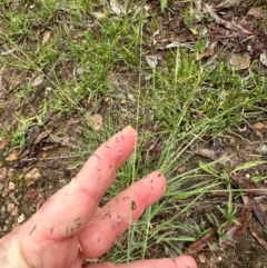 Eragrostis curvula (African Lovegrass) at Aranda, ACT - 16 Jan 2024 by lbradley