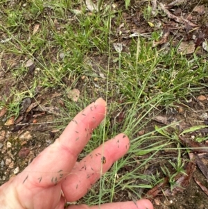 Eragrostis curvula at Aranda, ACT - 16 Jan 2024