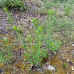 Erigeron sumatrensis (Tall Fleabane) at Aranda, ACT - 16 Jan 2024 by lbradley